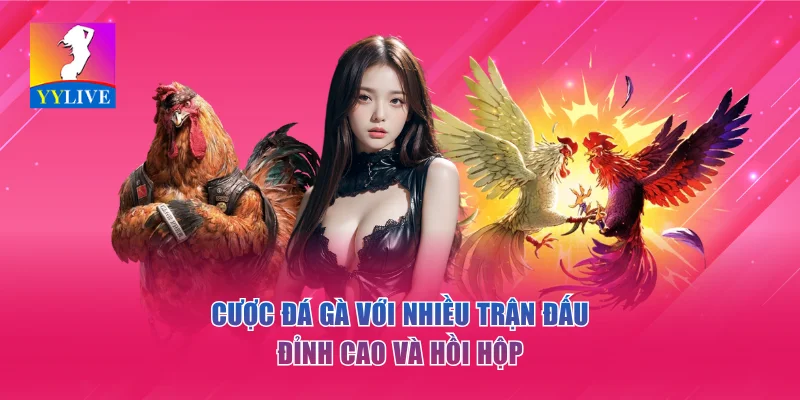 Cược đá gà với nhiều trận đấu đỉnh cao và hồi hộp